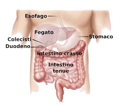 apparato digerente